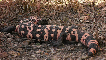 Watch 72 Dangerous Animals: Latin America | Netflix Official Site Watch 72 Dangerous Animals: Latin America | Netflix Official Site